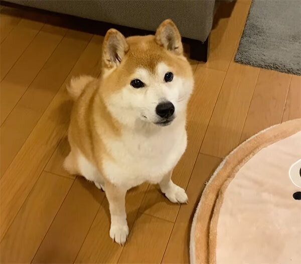 見つめるゆずくん