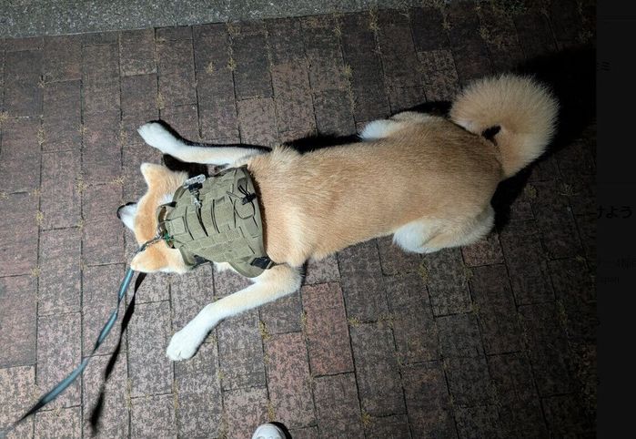 「拒否柴」ならぬ「拒否秋田」中の秋田犬