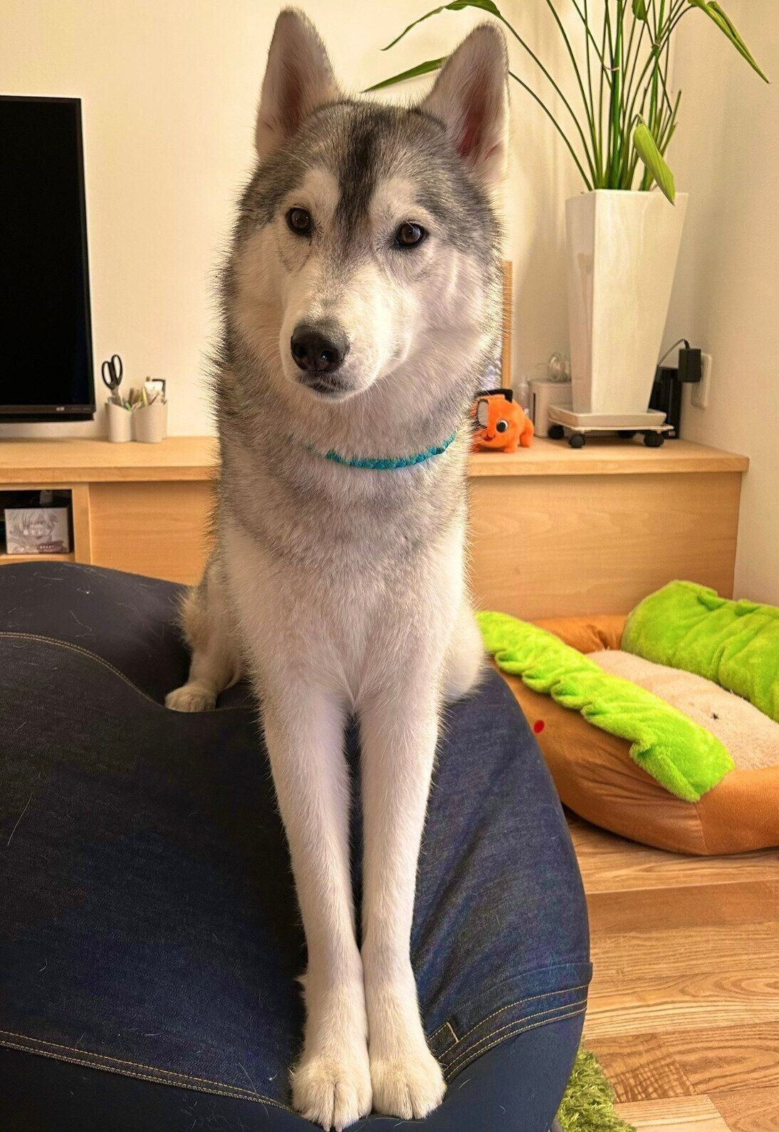 クッションの上でおすわりするはるくん