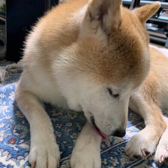 前足をなめる柴犬