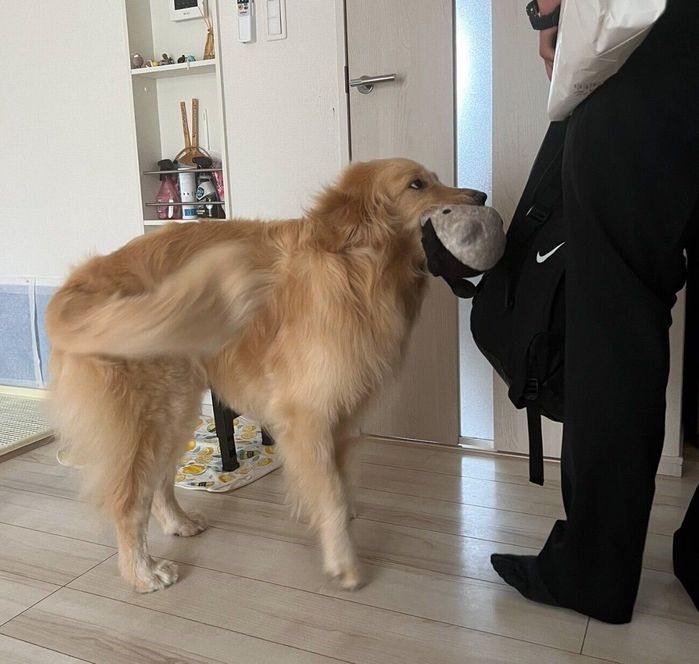 飼い主さんの夫を出迎えるいなりくん