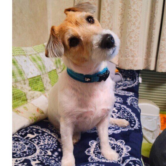 自宅でできる犬の採尿方法とコツとは？ 尿検査に役立つ豆知識 いぬのきもち
