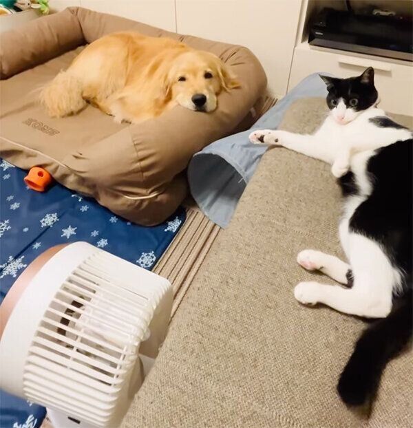 コメちゃんと猫のウメちゃん