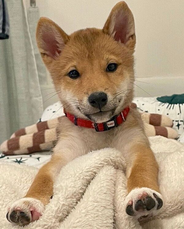 前足をぴーんとするちまきくん