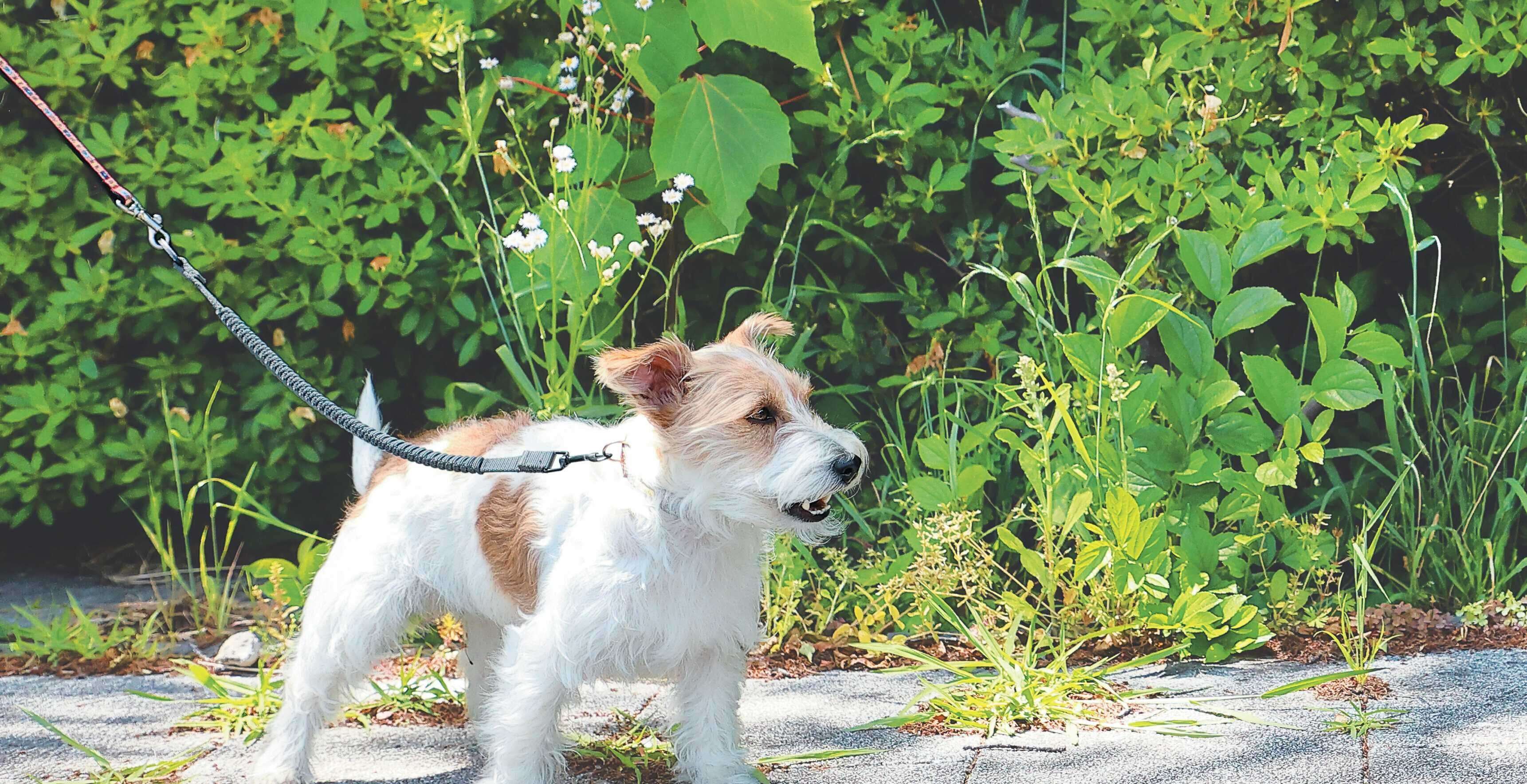 吠える犬のイメージ