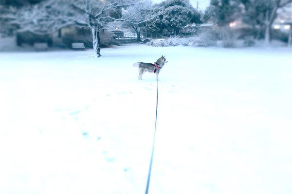 シベリアン・ハスキーの文太くん