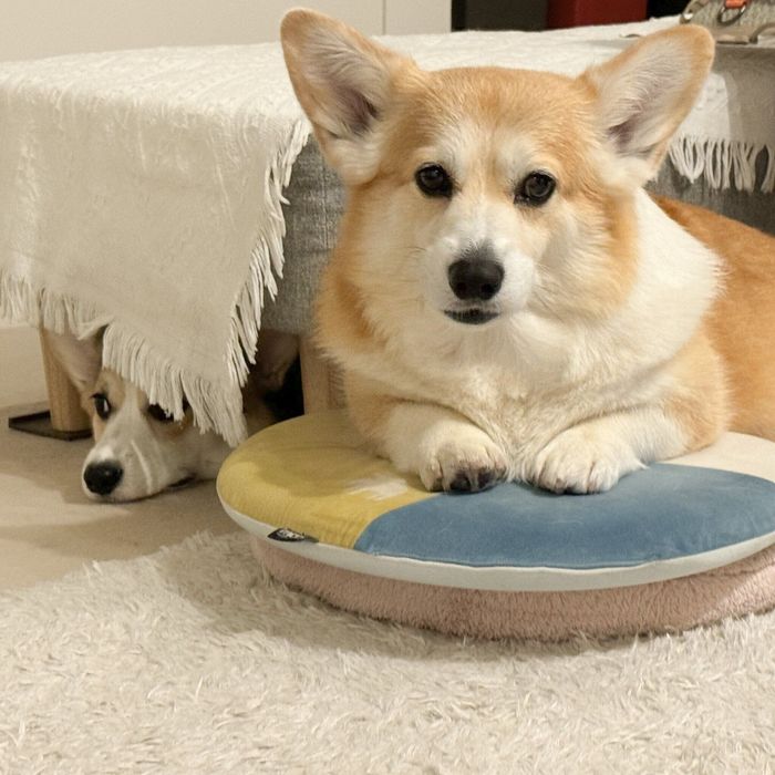 「やらかした」ような様子のエルモちゃん、ギズモちゃん