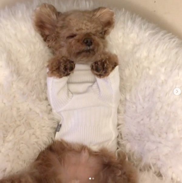 ヘソ天するトイ・プードル