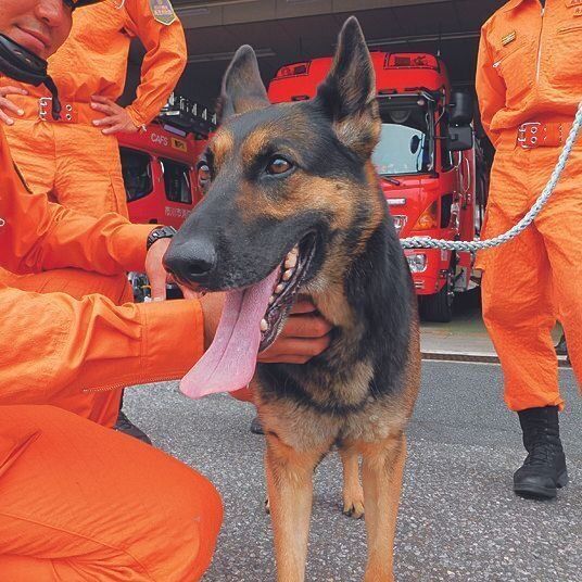 あらゆる状況下で働くため、場所慣れ、人慣れが必要な災害救助犬。人とふれあうことも、トレーニングのひとつ