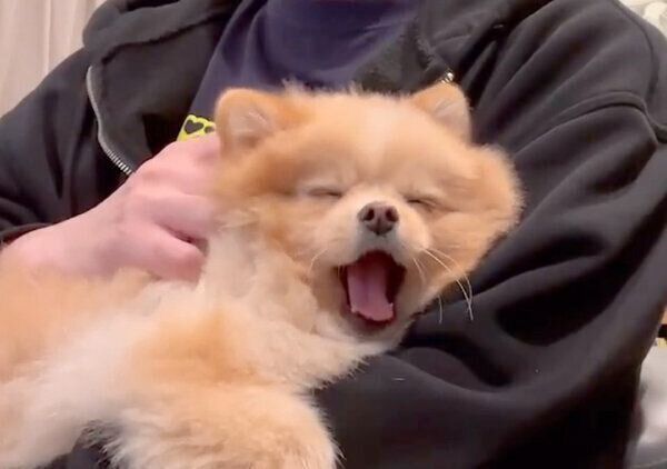 あくびがうまくできなくて何度もチャレンジする、ちっちょくん