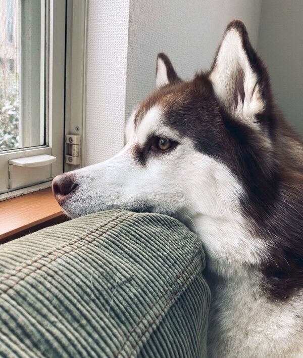 外を眺める北斎くん