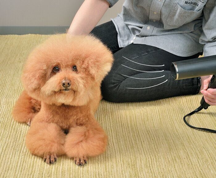 ドライをするトイプードル