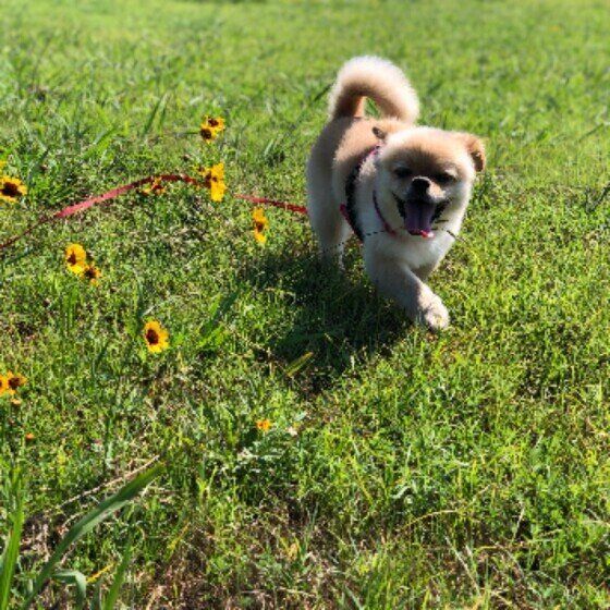 モカちゃん（Ｍｉｘ）