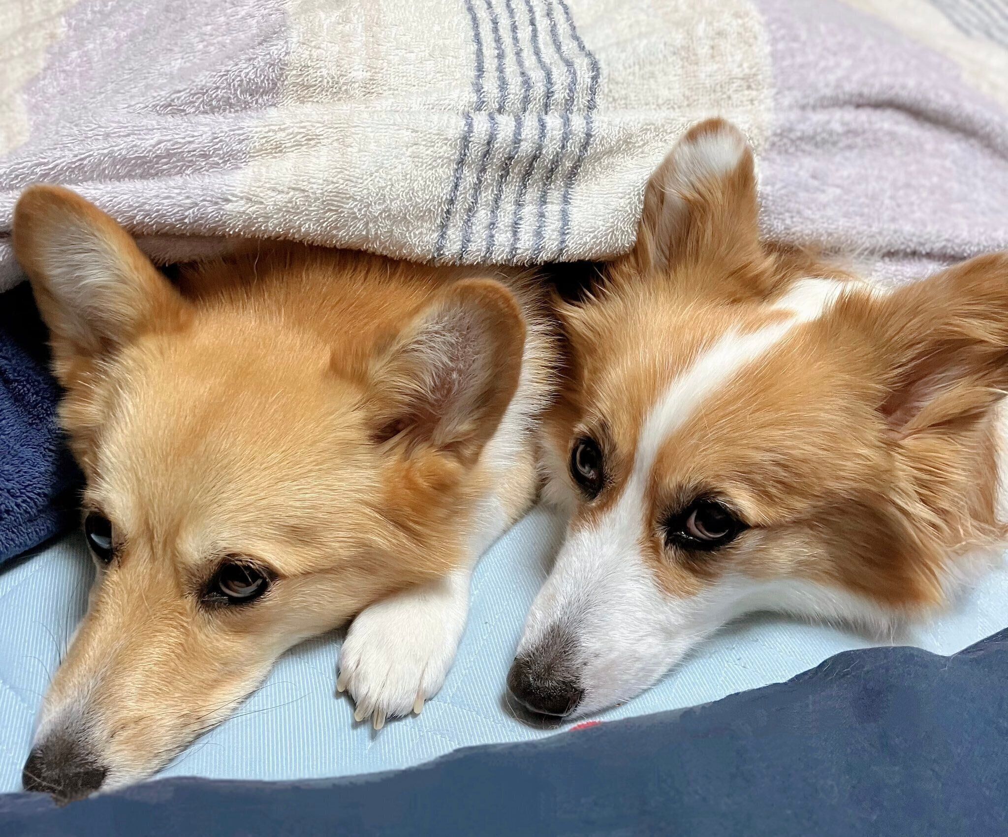 飼い主さんの布団でくつろぐ華ちゃん、麗ちゃん