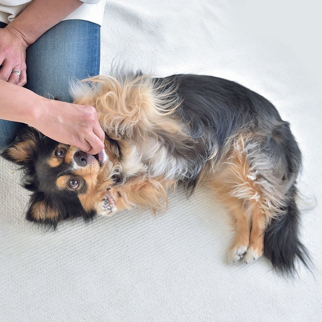 ３．愛犬が体をよじり、手のニオイをかごうとしたら手を上に。体をよじったまま見上げようとしてあおむけになったら、「イイコ」とほめてごほうびを