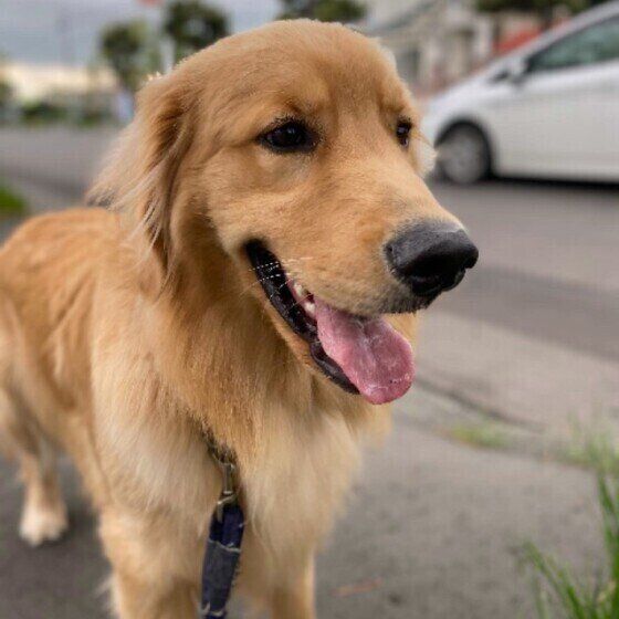 お散歩するゴールデン・レトリーバー