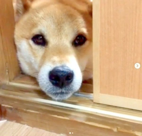 健気に待ち続ける柴犬