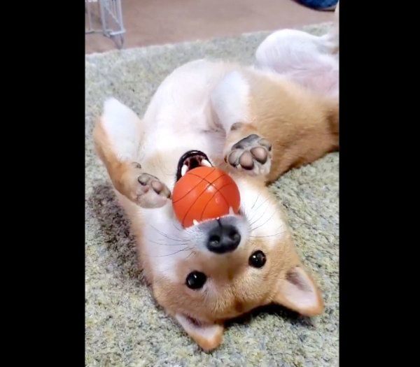 ボールで遊ぶなつちゃん