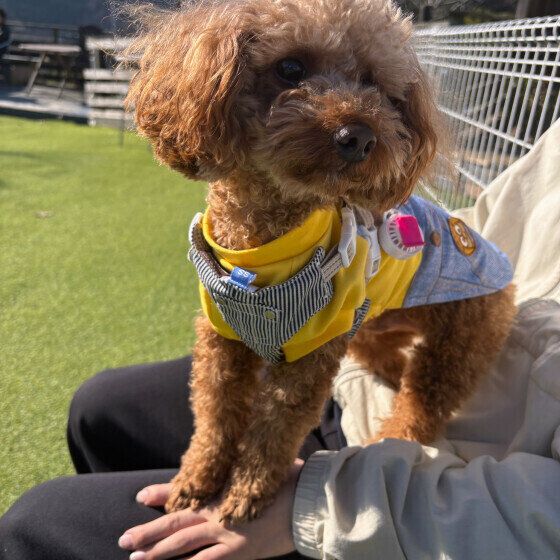 ポコ  トイ・プードル　わかってたけど…