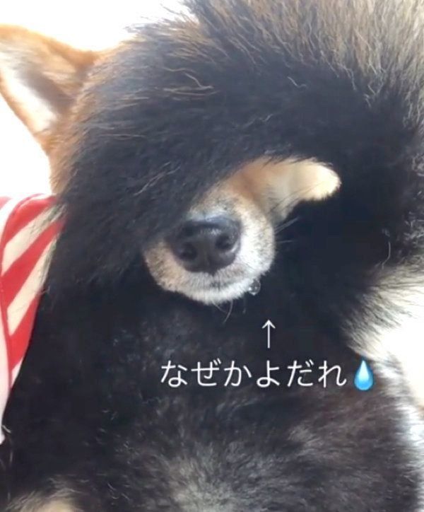 しっぽ遊びをする柴犬