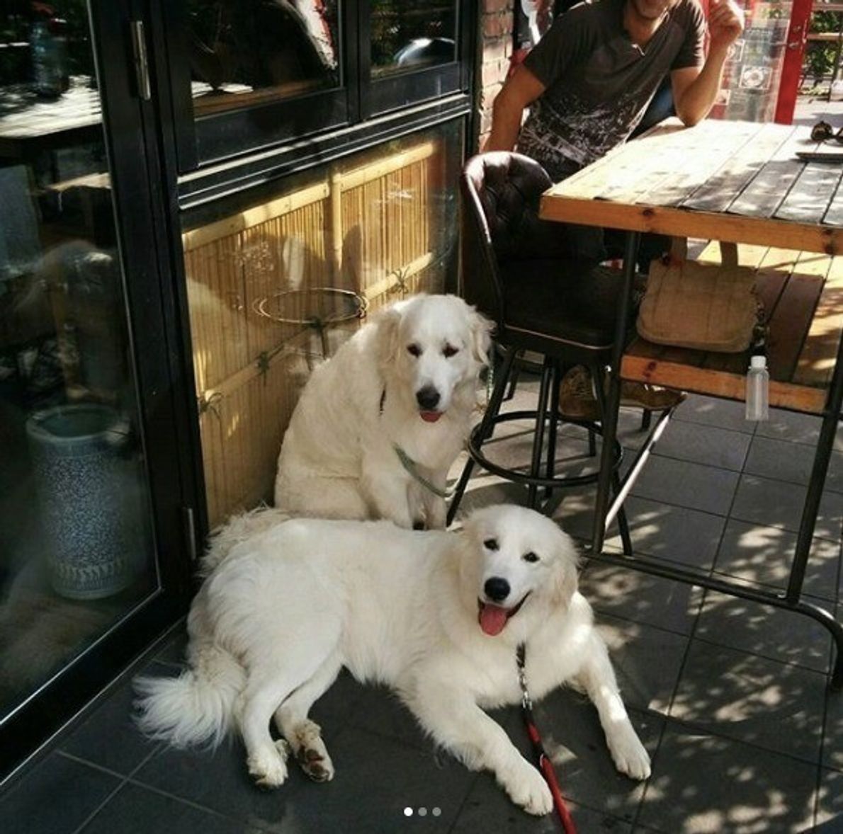 白くておっきい体にモフモフしたい ヽ ノ 優しい表情が特徴のグレート ピレネーズ いぬのきもちweb Magazine 白くておっきい体にモフモフしたい ヽ ノ 優しい表情が特徴のグレート ピレネーズ いぬのきもちweb Magazine