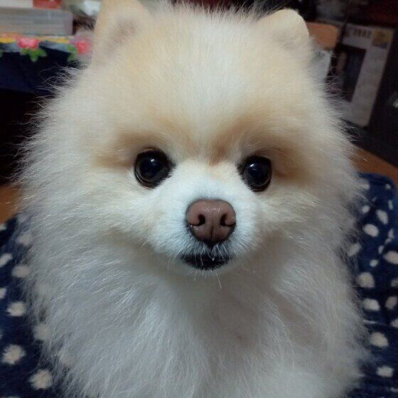 雷が多くなるシーズン到来！ 雷を怖がる犬への接し方と対処法 いぬのきもち