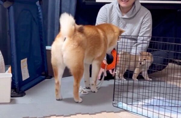 おもちゃを取られたくないけれど、 わらびちゃんと一緒に遊びたいこむぎくん