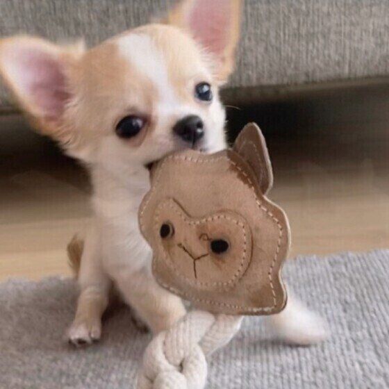 おもちゃをくわえるチワワ