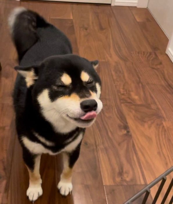 ヒコーキ耳になるおはぎちゃん