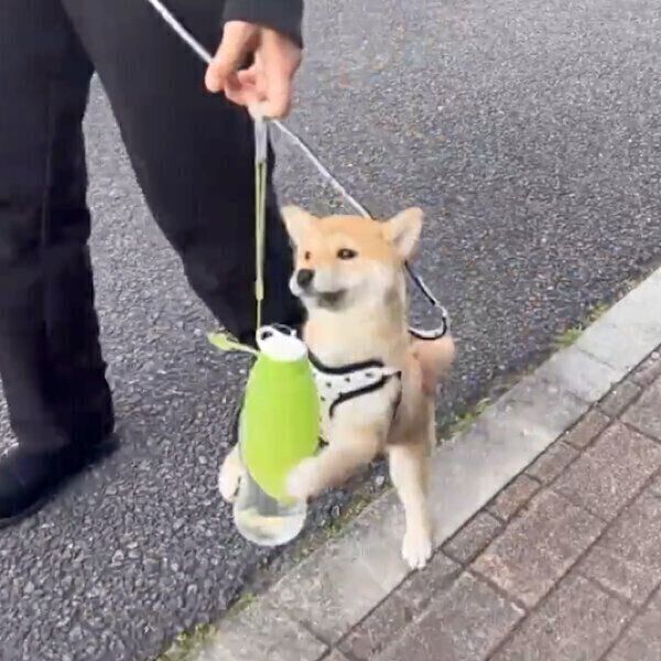 ペットボトルを抱えるわらびちゃん