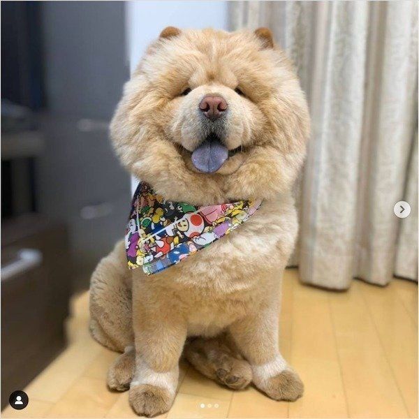 笑顔のくり蔵くん