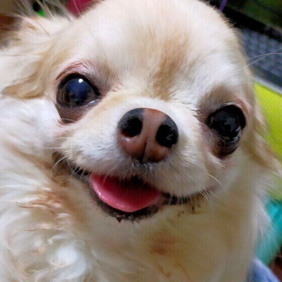 笑顔を見せるチワワのミルちゃん