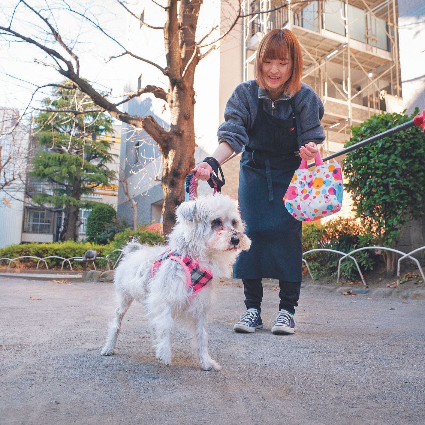 WANBOで保護している小型犬ミックスのみつよちゃん。スタッフの吉田百花さんが散歩の練習をしました