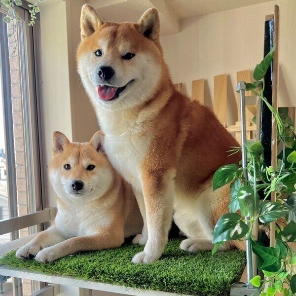 仲良し兄妹のこむぎくんとわらびちゃん