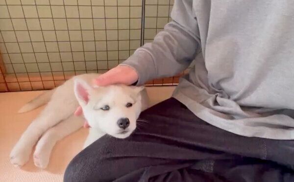 あご乗せをするアシㇼちゃん