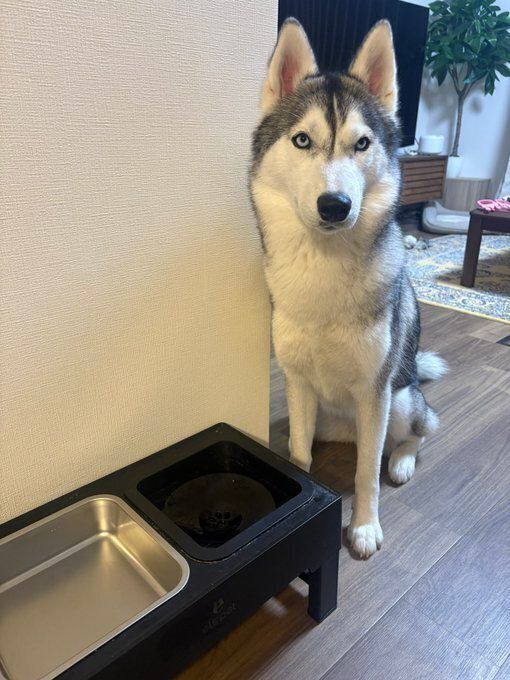 飼い主を見るシベリアン・ハスキー