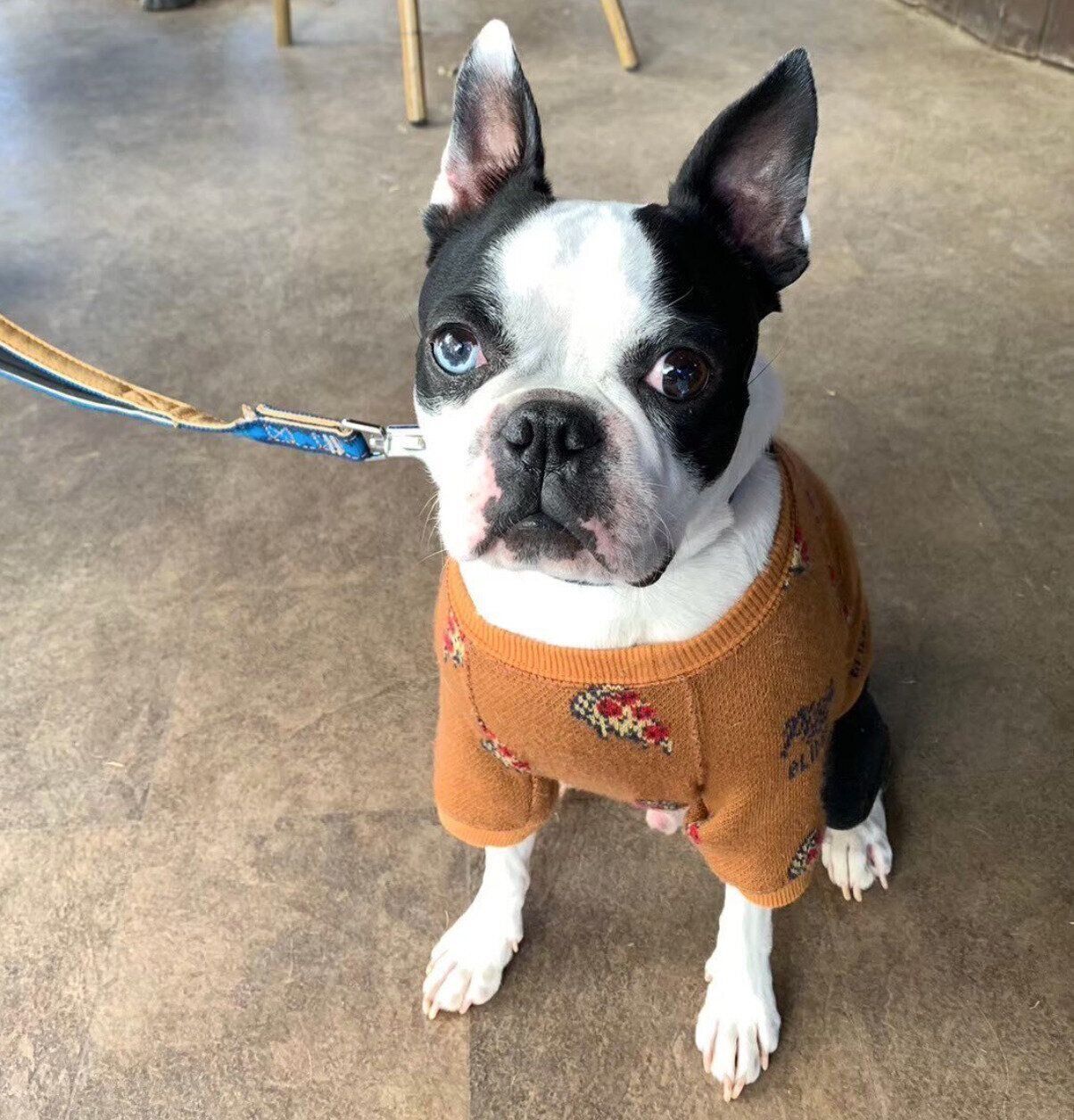 おりこうさんに待つりーちくん