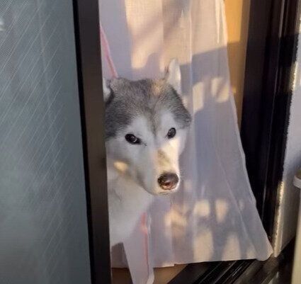 外が気になる文太くん