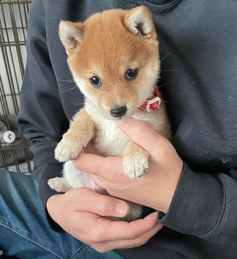 お迎えしたばかりの頃のことりちゃん