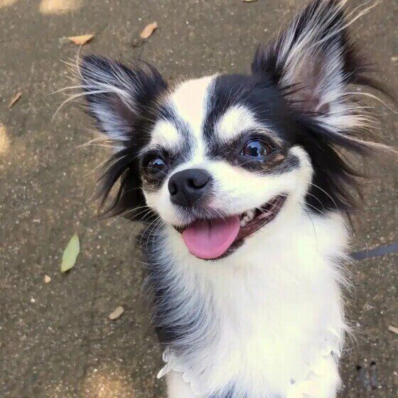 犬がマウンティングする理由 やめさせ方がいい 対処法を解説 いぬのきもちweb Magazine