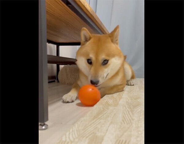 ボールで遊ぶふう太くん