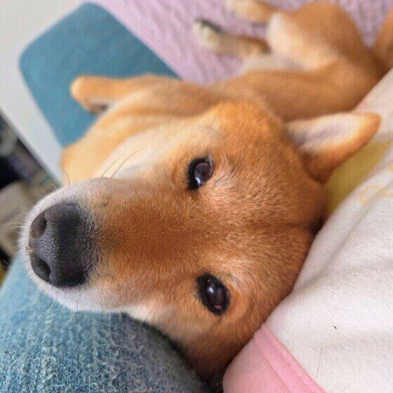 飼い主さんを見つめる柴犬 いぬのきもち