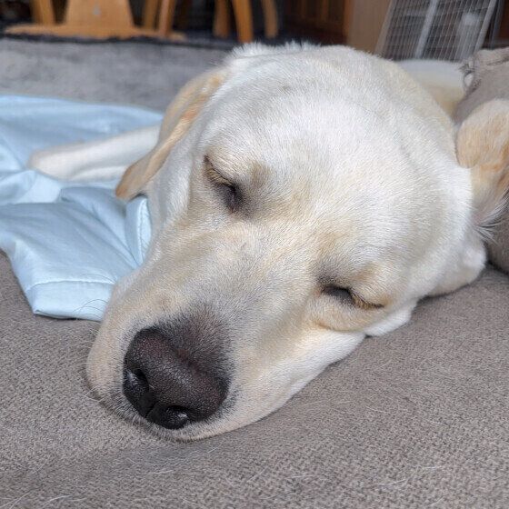 寝ているラブラドール・レトリーバー