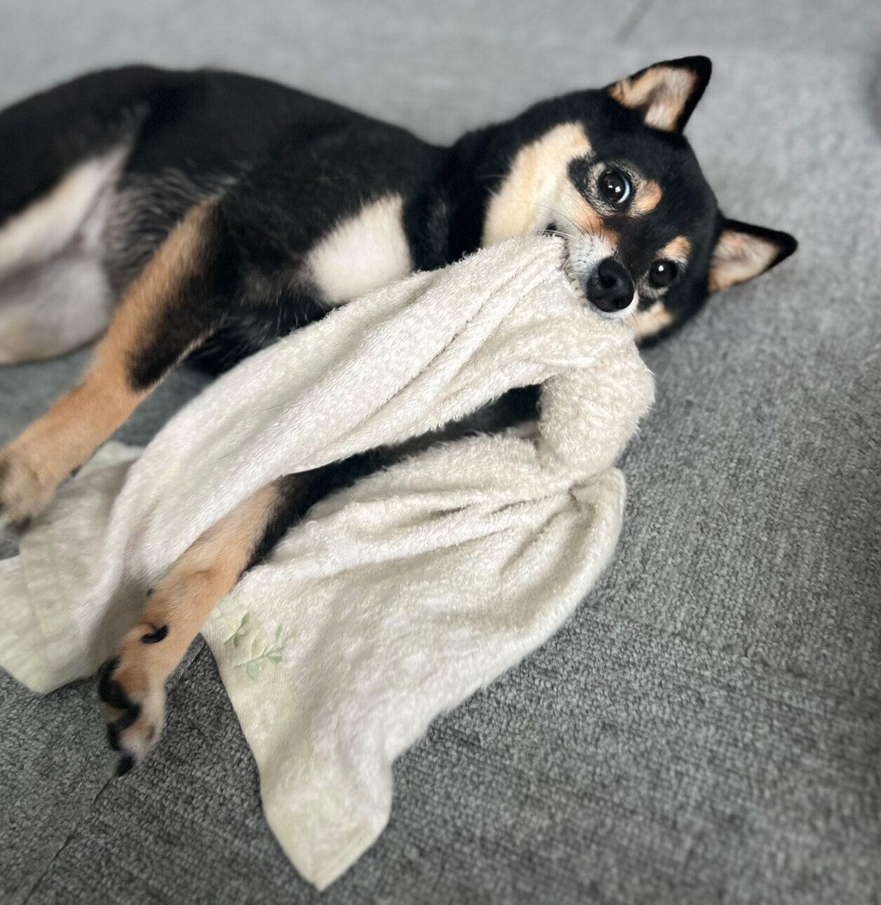 夢中で遊ぶななちゃん