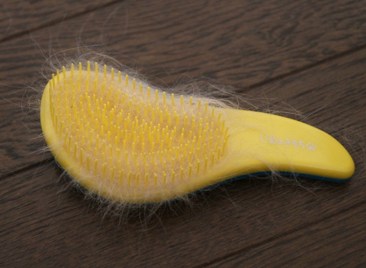 いぬのきもちふろくレポート