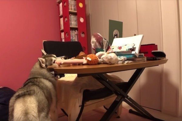 シベリアン・ハスキー