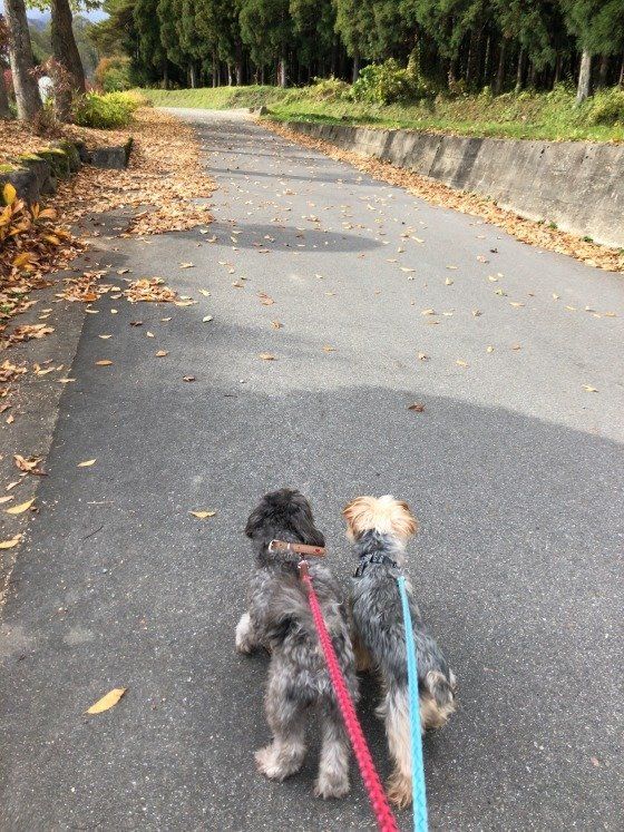 仲良くお散歩中の2匹