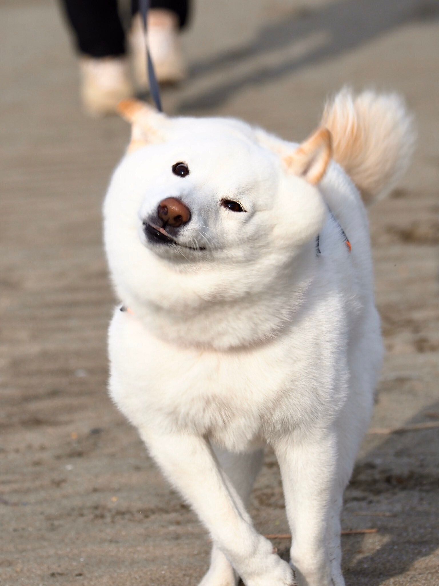 首を振るラッちゃん