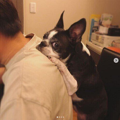 背中にあごをのせるボストン・テリア