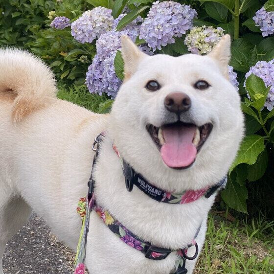 犬の気象病とは？ 天候や気圧が変わりやすい季節の変わり目は愛犬の体調変化に注意！ いぬのきもち